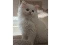 predam-krasne-perzske-maciatka-small-4
