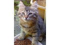 darujem-maciatka-small-0