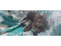 mainska-myvalia-maine-coon-mco-macka-maciatka-small-2