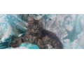mainska-myvalia-maine-coon-mco-macka-maciatka-small-0