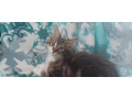 mainska-myvalia-maine-coon-mco-macka-maciatka-small-4