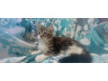 mainska-myvalia-maine-coon-mco-macka-maciatka-small-3