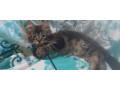 mainska-myvalia-maine-coon-mco-macka-maciatka-small-1