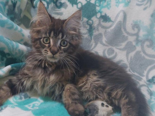 mainska-myvalia-maine-coon-mco-macka-maciatka