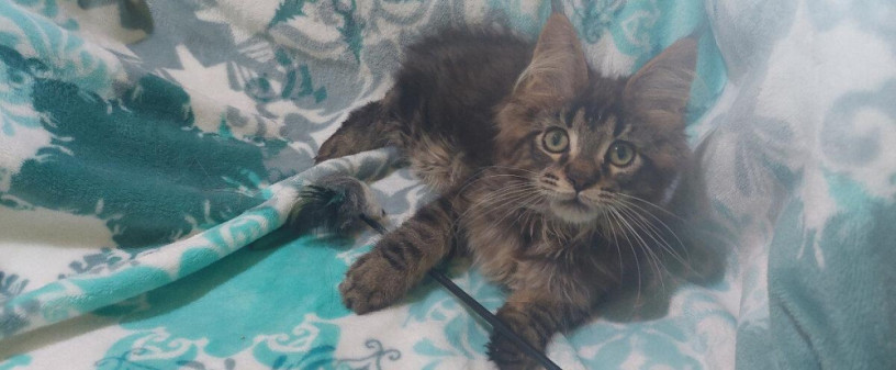 mainska-myvalia-maine-coon-mco-macka-maciatka-big-2