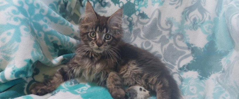 mainska-myvalia-maine-coon-mco-macka-maciatka-big-0