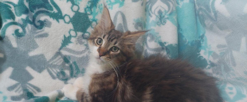 mainska-myvalia-maine-coon-mco-macka-maciatka-big-4