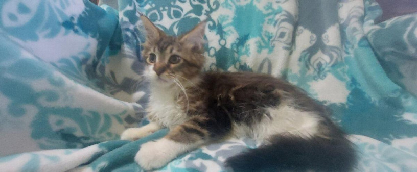 mainska-myvalia-maine-coon-mco-macka-maciatka-big-3