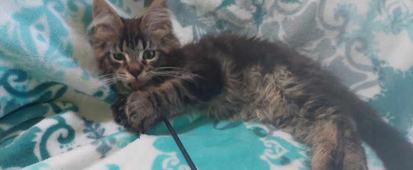 mainska-myvalia-maine-coon-mco-macka-maciatka-big-1