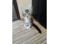 mainska-myvalia-small-3