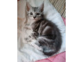 mainska-myvalia-small-4