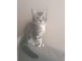 mainska-myvalia-small-0