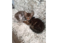 britske-maciatka-small-0
