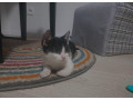 ponukam-maciatka-na-adopciu-nachadzaju-sa-v-ba-small-3