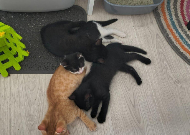 ponukam-maciatka-na-adopciu-nachadzaju-sa-v-ba-big-4