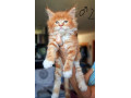 maciatka-maine-coon-mainska-myvalia-small-1