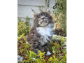 maciatka-maine-coon-mainska-myvalia-small-3