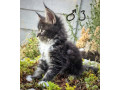 maciatka-maine-coon-mainska-myvalia-small-4