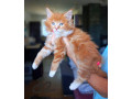 maciatka-maine-coon-mainska-myvalia-small-0