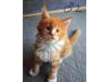 maciatka-maine-coon-mainska-myvalia-small-2