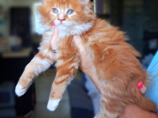 maciatka-maine-coon-mainska-myvalia