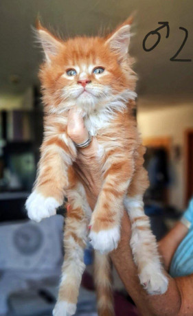 maciatka-maine-coon-mainska-myvalia-big-1