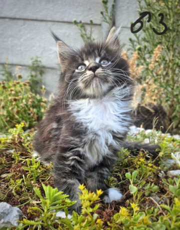 maciatka-maine-coon-mainska-myvalia-big-3