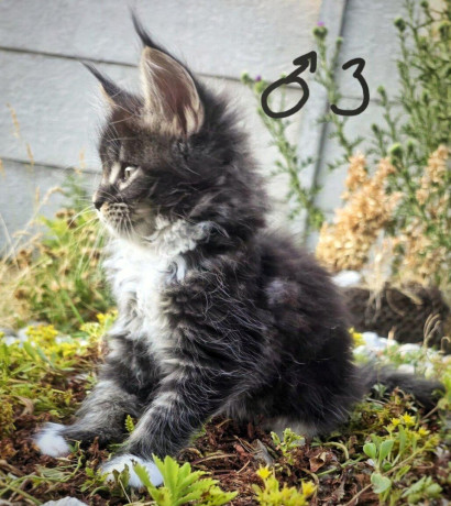 maciatka-maine-coon-mainska-myvalia-big-4
