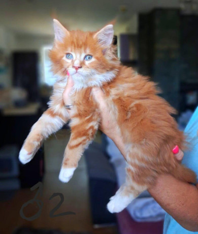 maciatka-maine-coon-mainska-myvalia-big-0