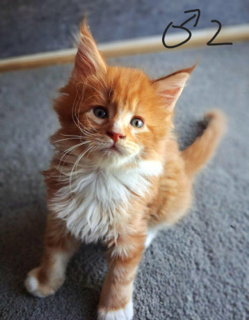maciatka-maine-coon-mainska-myvalia-big-2