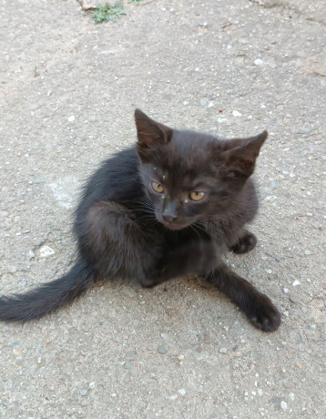 darujem-maciatka-big-3