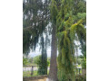 ponukam-na-vyrub-a-odvoz-stary-vysoky-smrek-small-0
