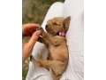steniatko-anglicky-kokerspaniel-small-1