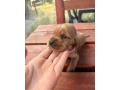 steniatko-anglicky-kokerspaniel-small-4