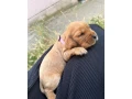steniatko-anglicky-kokerspaniel-small-3