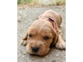 steniatko-anglicky-kokerspaniel-small-0