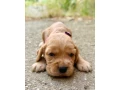 steniatko-anglicky-kokerspaniel-small-2