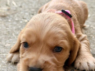 steniatko-anglicky-kokerspaniel