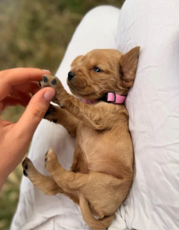 steniatko-anglicky-kokerspaniel-big-1