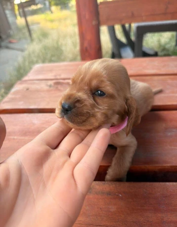 steniatko-anglicky-kokerspaniel-big-4