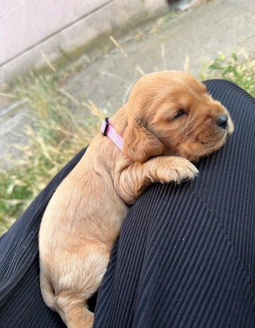 steniatko-anglicky-kokerspaniel-big-3