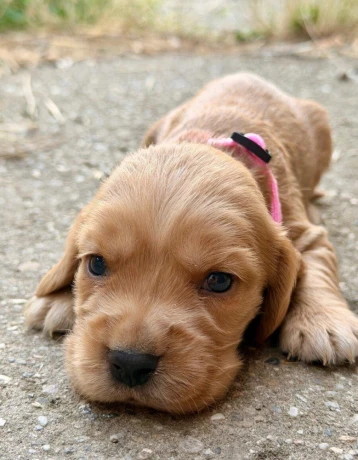 steniatko-anglicky-kokerspaniel-big-0