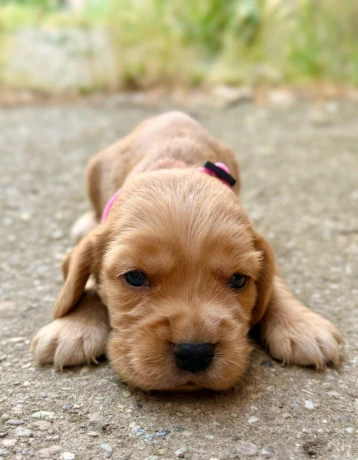 steniatko-anglicky-kokerspaniel-big-2