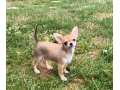 civava-s-pp-small-3