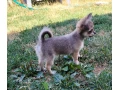 civava-s-pp-small-4