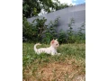 civava-s-pp-small-2