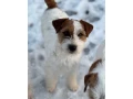 jack-russell-terier-small-3