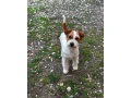 jack-russell-terier-small-2