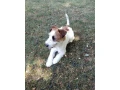 jack-russell-terier-small-0
