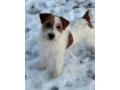 jack-russell-terier-small-4